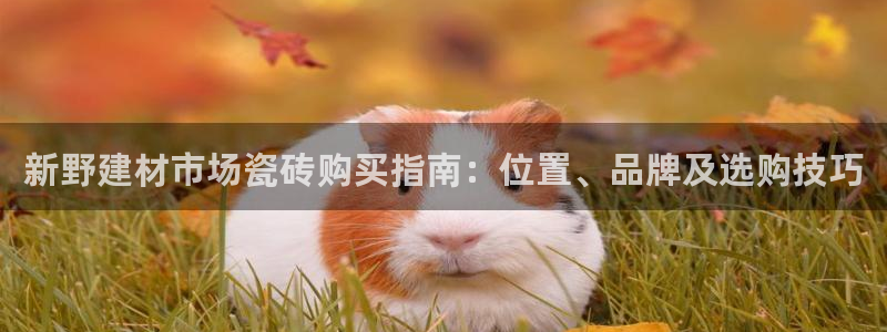杏鑫平台代理注册流程