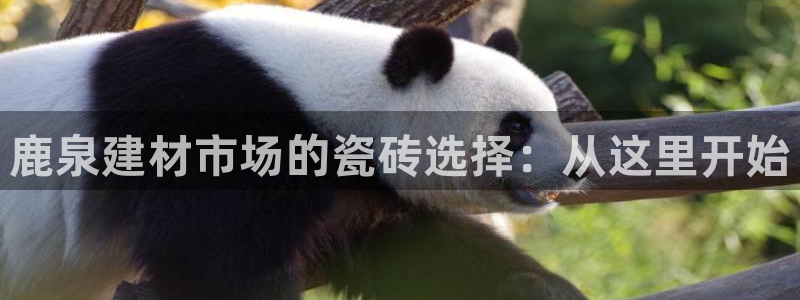 杏鑫平台登录地址是什么